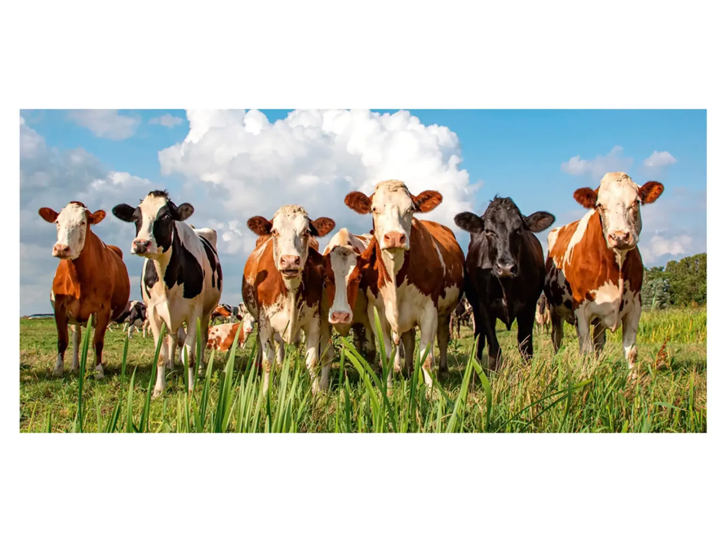 image LAND Digitaldruck auf Acrylglas Milky Way | Schubiger Möbel