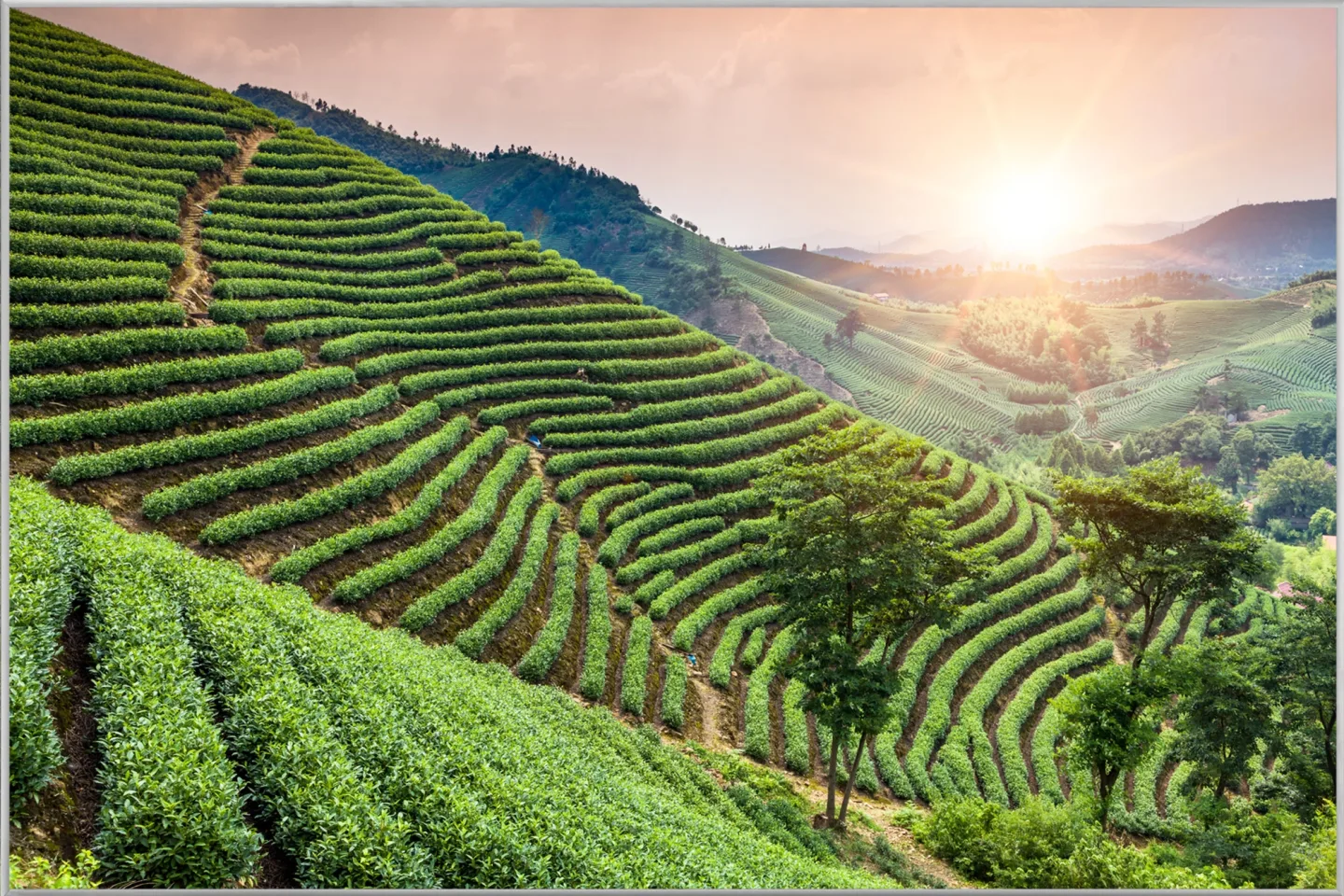 image LAND Bild mit Rahmen Weinberge | Schubiger Möbel