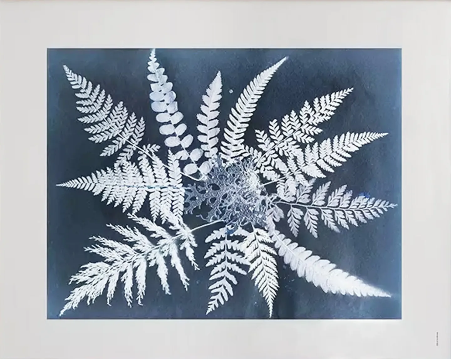 Fine Little Day Fern star Poster 40 x 50cm