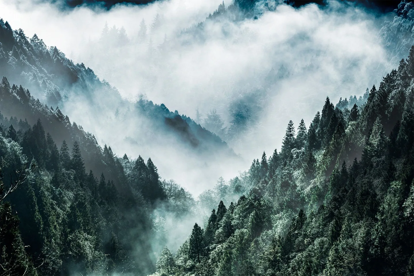 Canvastavla MistyForest - 80x120 cm