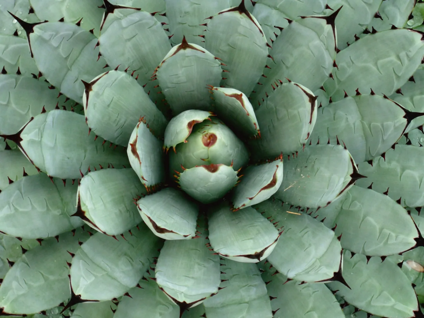 image LAND Alubild Agave | Schubiger Möbel