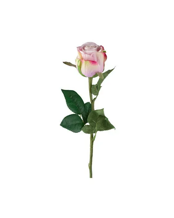 Rose afskåret blomst lyserød