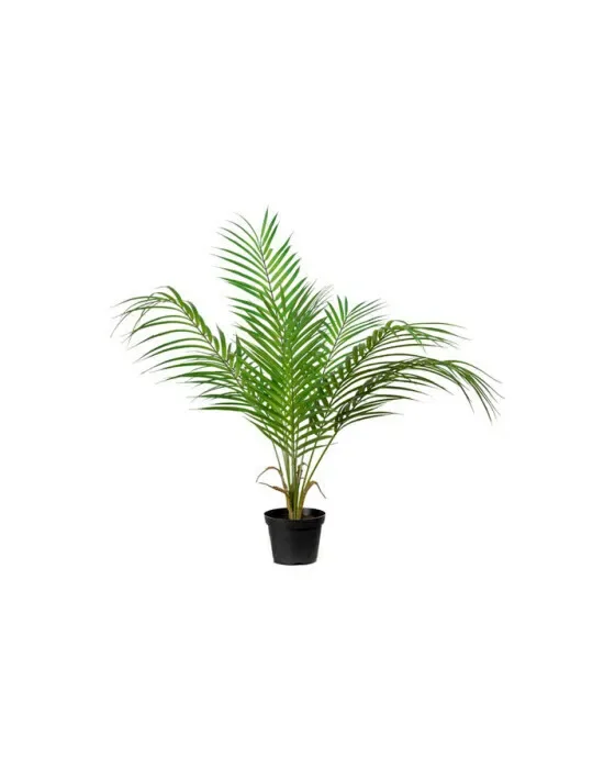 Bjergpalm potteplante grøn