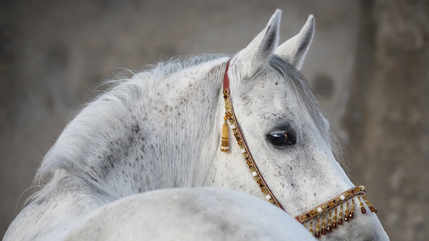 image LAND Alubild Araber Hengst | Schubiger Möbel