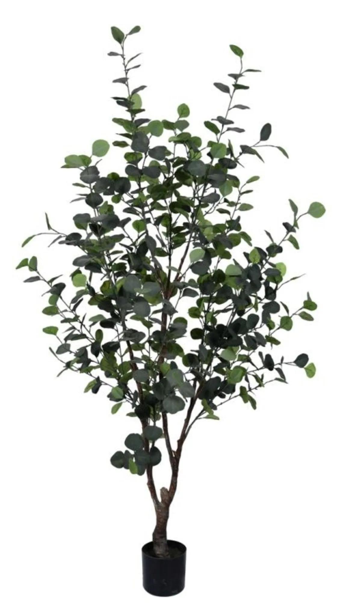 Bizzotto Kunstpflanzen Eukalyptus H: 180 cm Grün | Schubiger Möbel