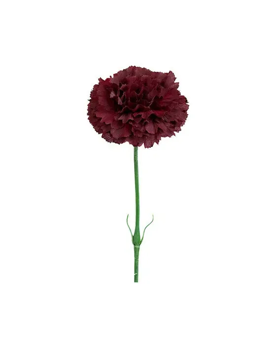 Carnation Cut Flower Wine Red