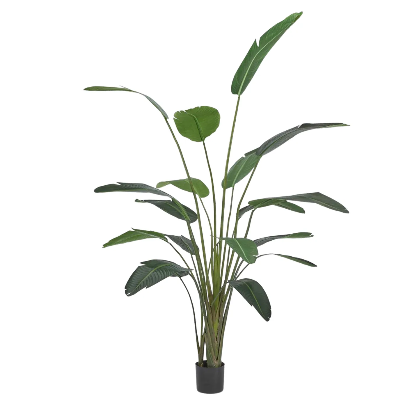 Edg Kunstpflanze Strelitzien H: 245 cm | Schubiger Möbel