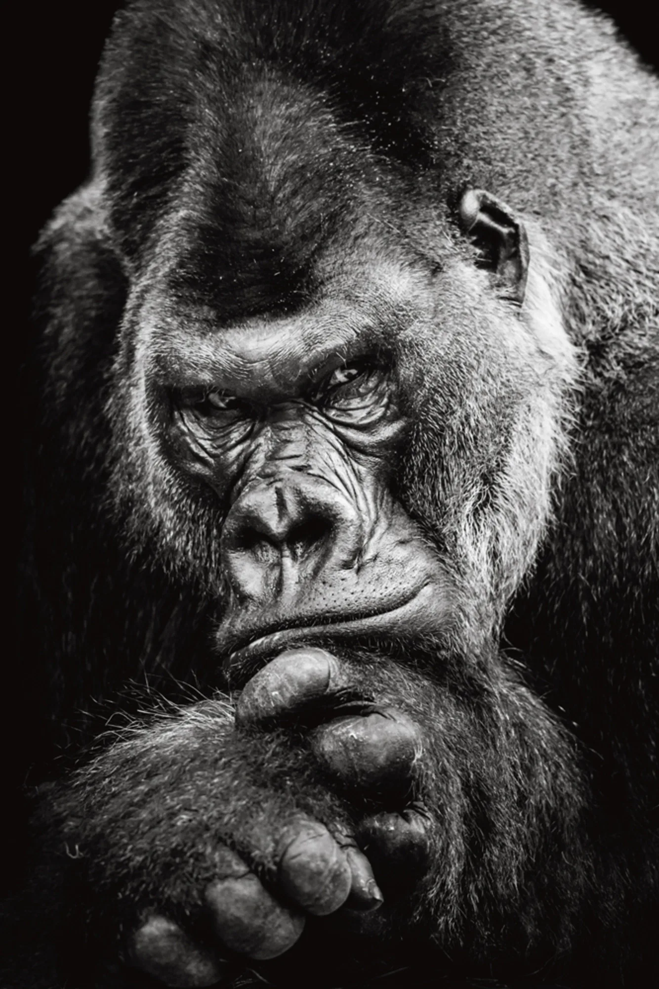 image LAND Alubild Imposanter Gorilla | Schubiger Möbel