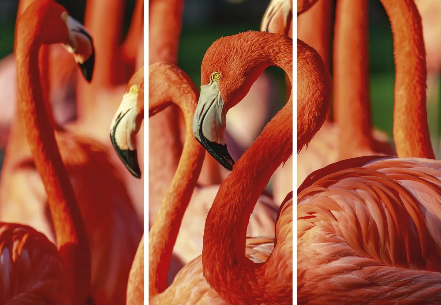 image LAND Canvas Flamingos | Schubiger Möbel