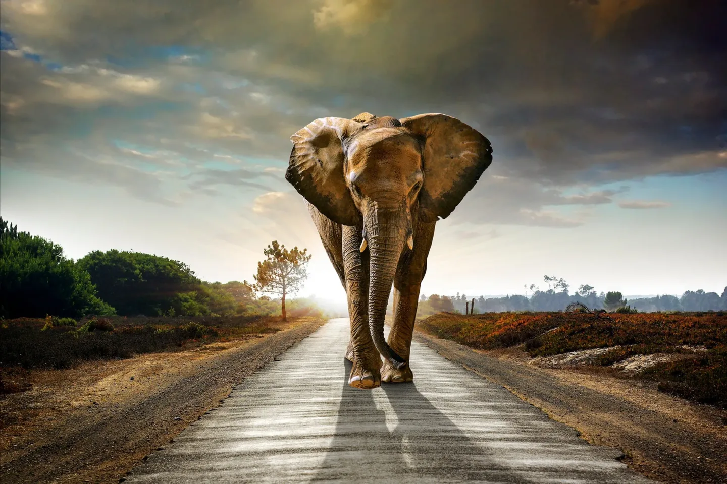 Tavla Elephant - 80x120 cm