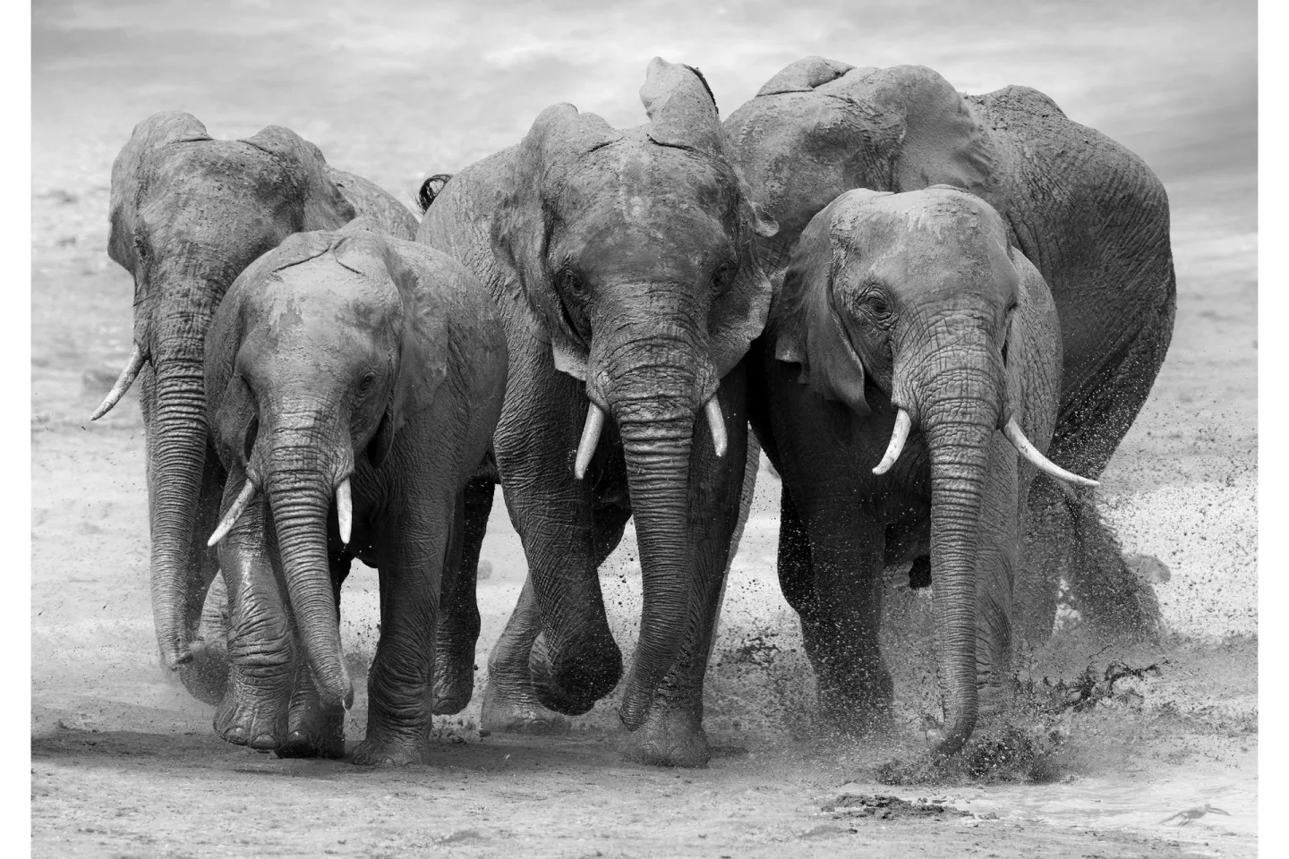 Canvas Elephant - 70x100 cm