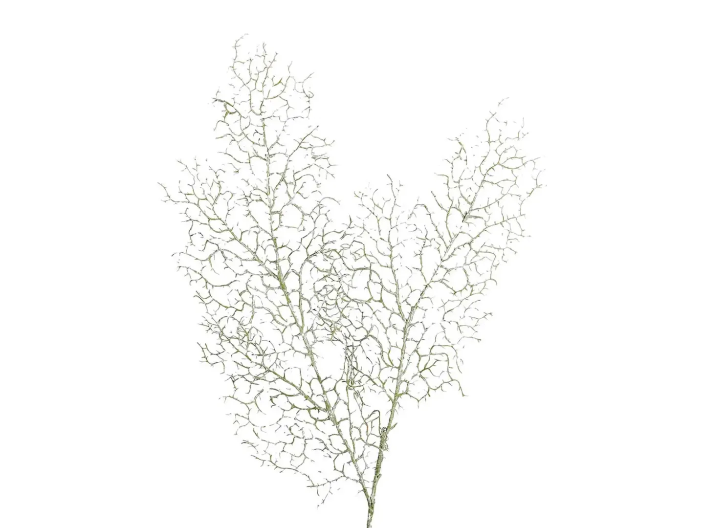 Edg Deko-Ast Koralle Graugrün H: 94 cm | Schubiger Möbel