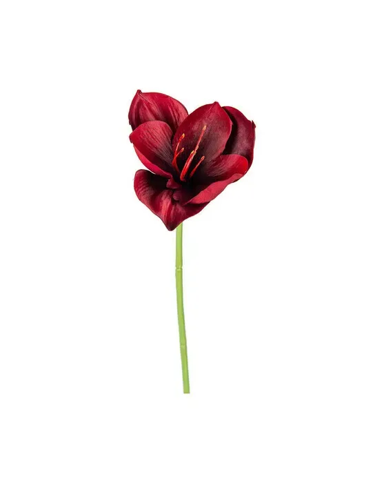 Amaryllis afskåret blomst burgundy