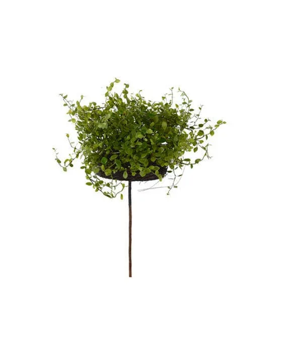 Muehlenbeckia krukkeplante grøn