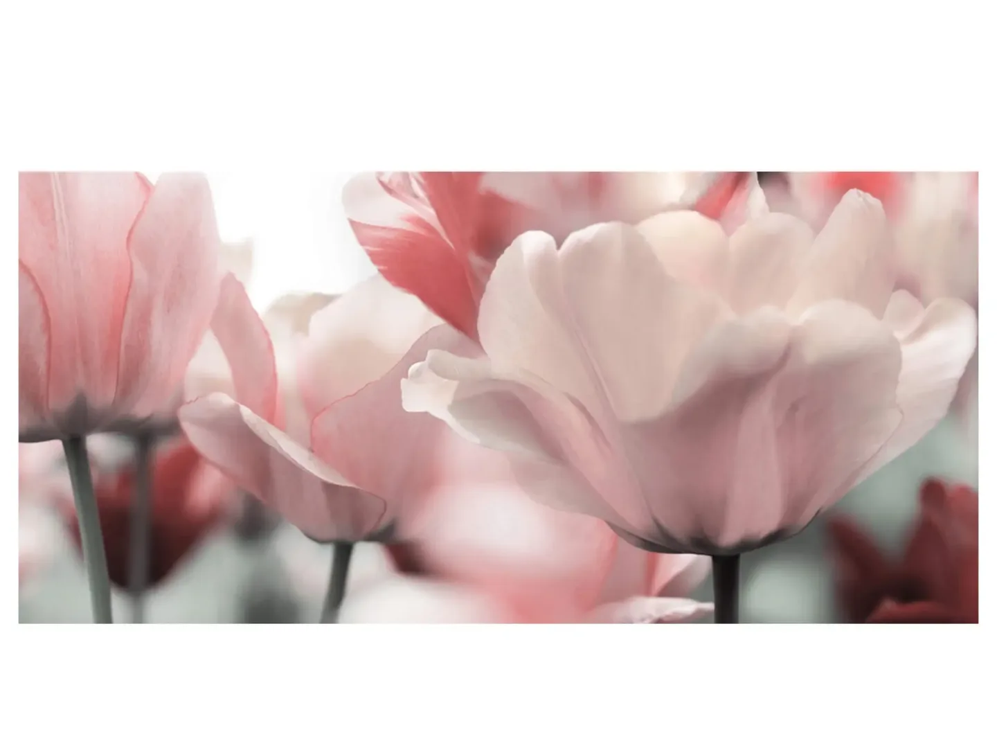 image LAND Digitaldruck auf Acrylglas Blüten in Rose | Schubiger Möbel