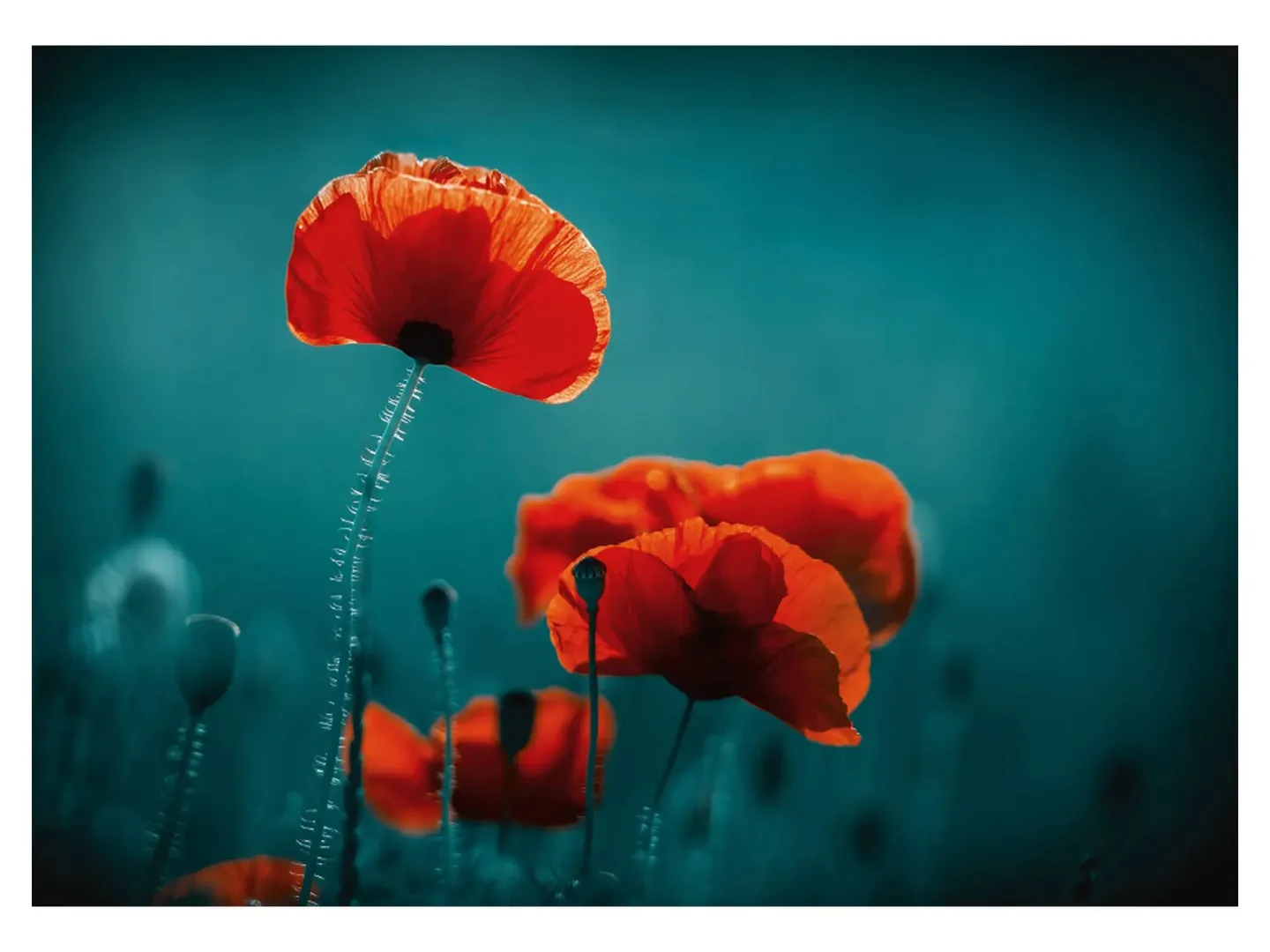 image LAND Digitaldruck auf Acrylglas Mohnblumen 5 | Schubiger Möbel