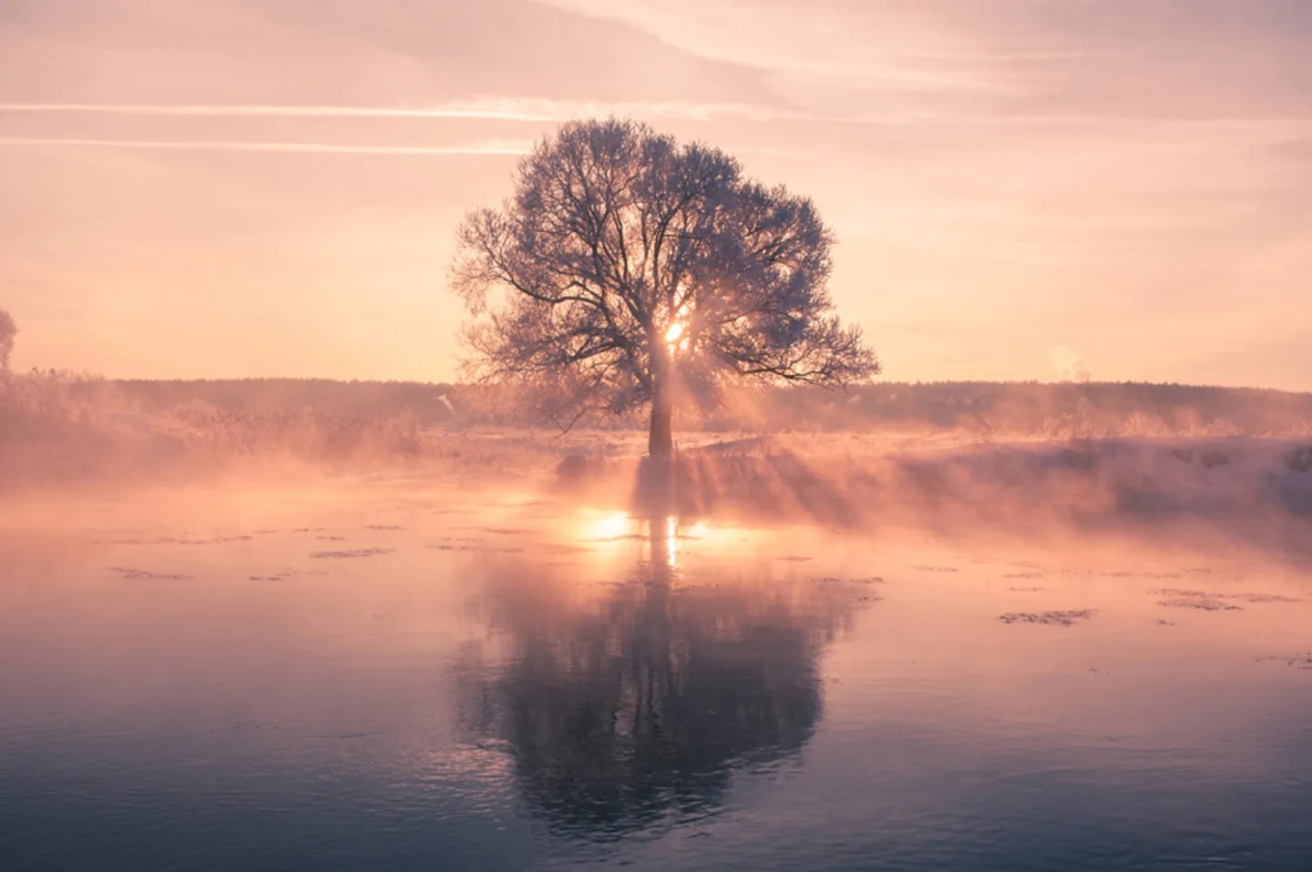 image LAND Alubild Baum mit Spiegelung | Schubiger Möbel