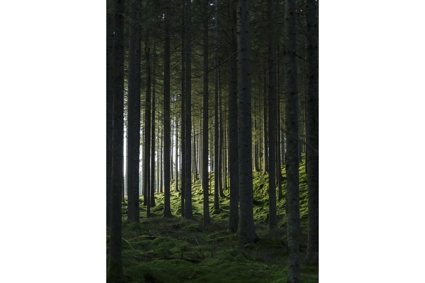 Poster Woods 30x40 cm - Svart/Grön