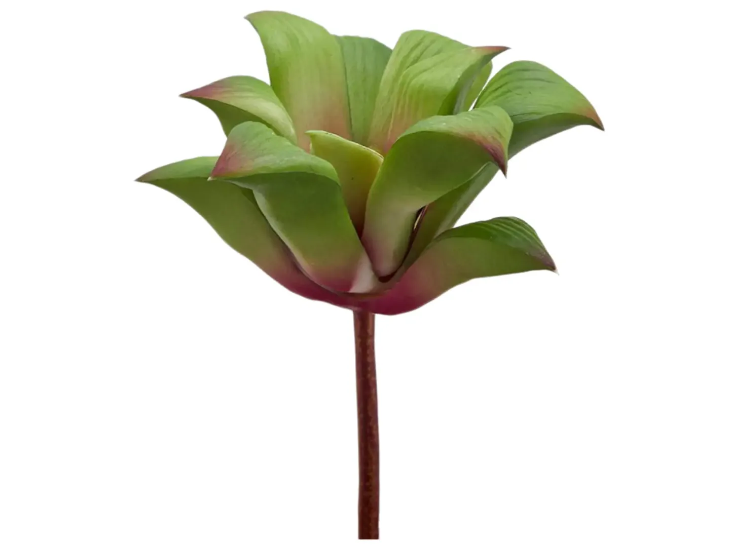 Edg Kunstblume Agave Klein Grün-Rot H: 16 cm Mehrfarbig | Schubiger Möbel