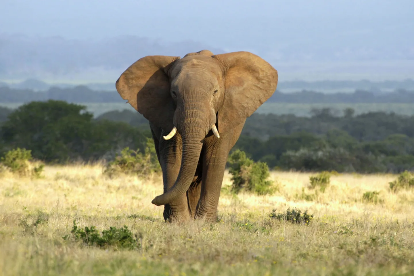 image LAND Alubild Elefant in Der Steppe | Schubiger Möbel