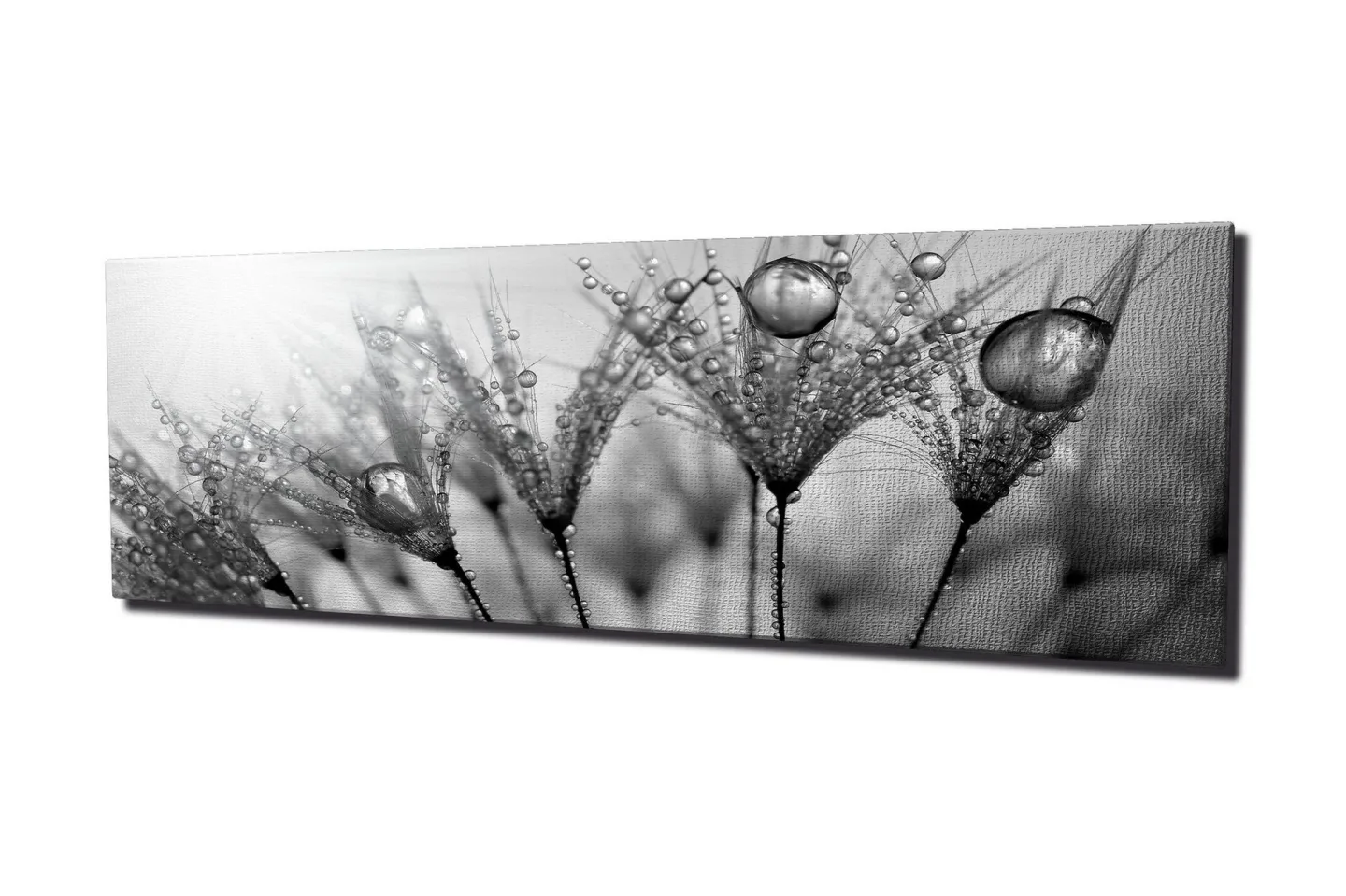 Canvastavla 80x30 cm - Svartvit bild av vattendroppar på fjädrar - Svart / Vitt / Grått