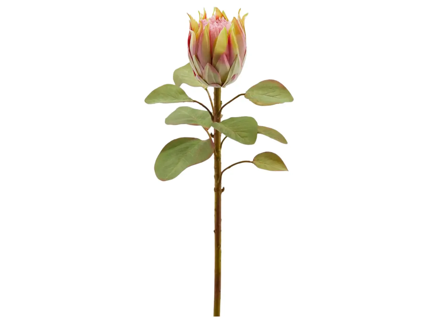Edg Kunstblumen Protea Pfirsich H: 68 cm | Schubiger Möbel