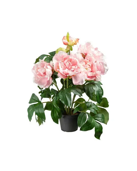 Pæon potteplante rosa