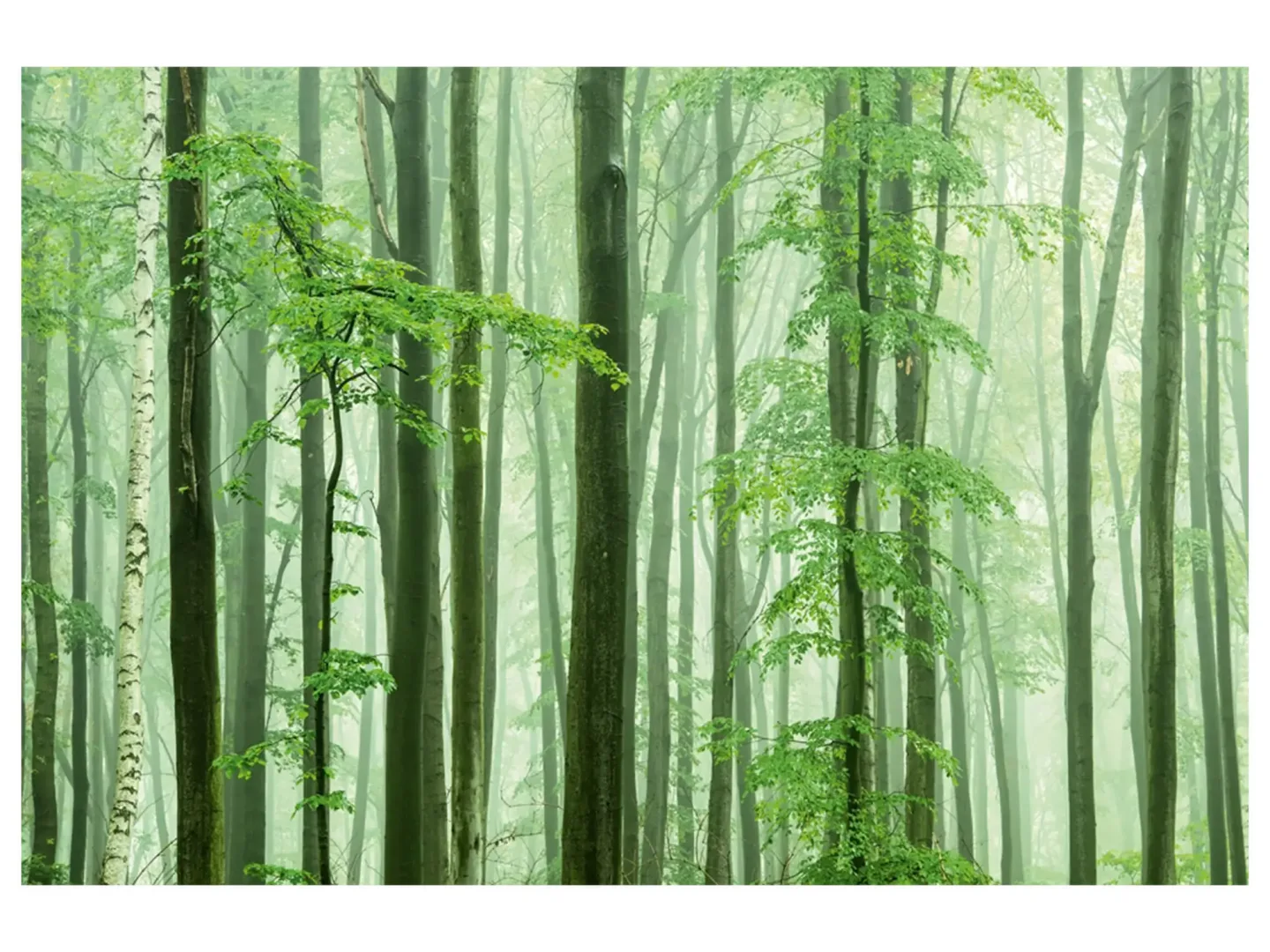 image LAND Digitaldruck auf Acrylglas Waldstimmung | Schubiger Möbel
