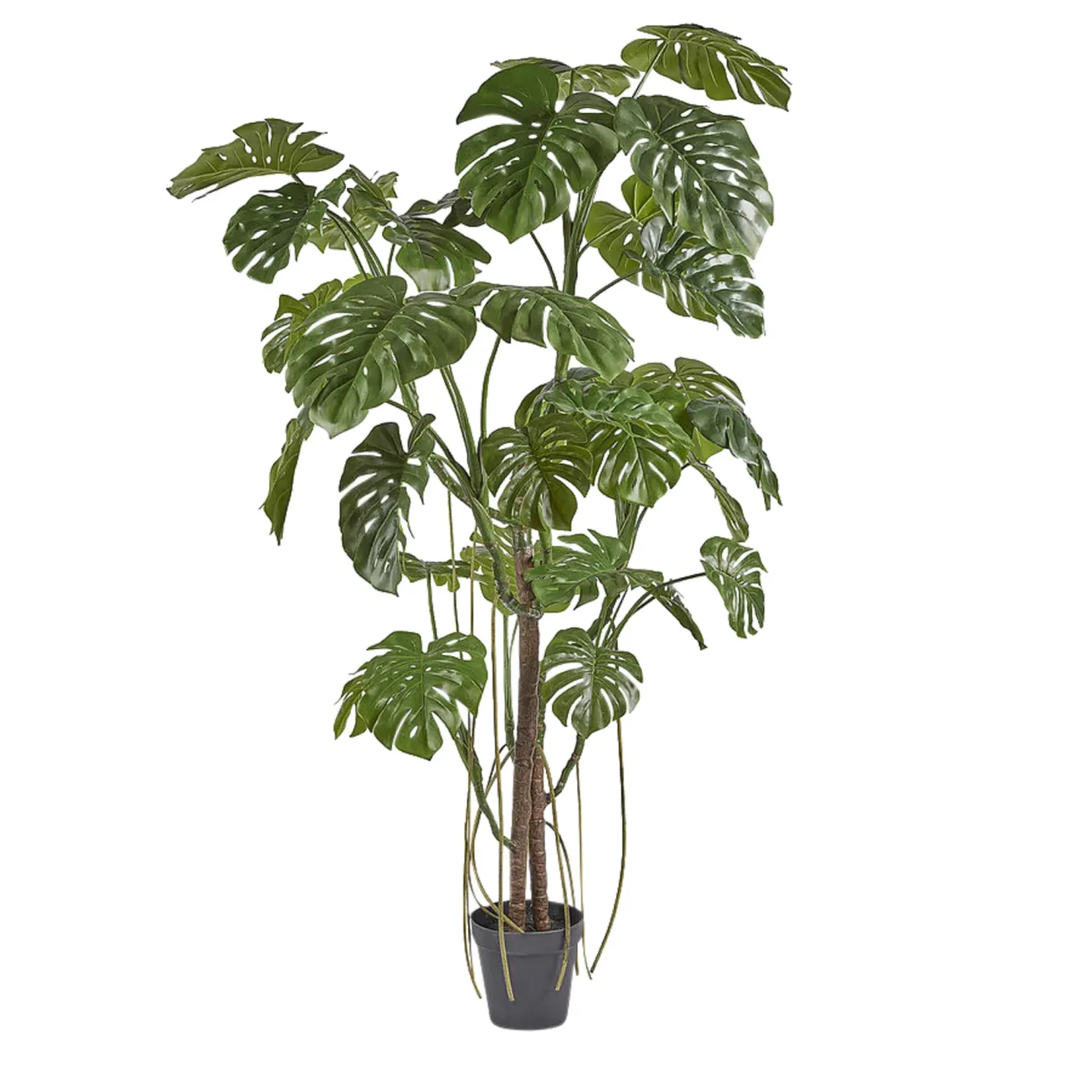 Edg Kunstpflanze Monstera H: 240 cm | Schubiger Möbel