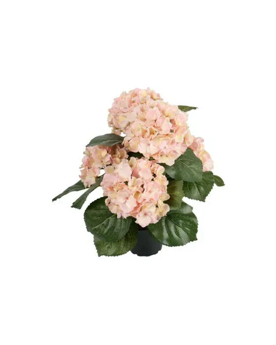 Hortensia potteplante lyserød