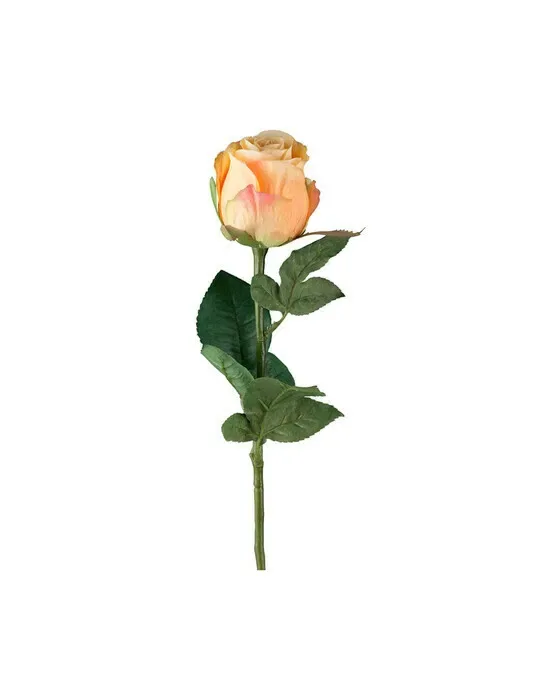 Ros skæring peach