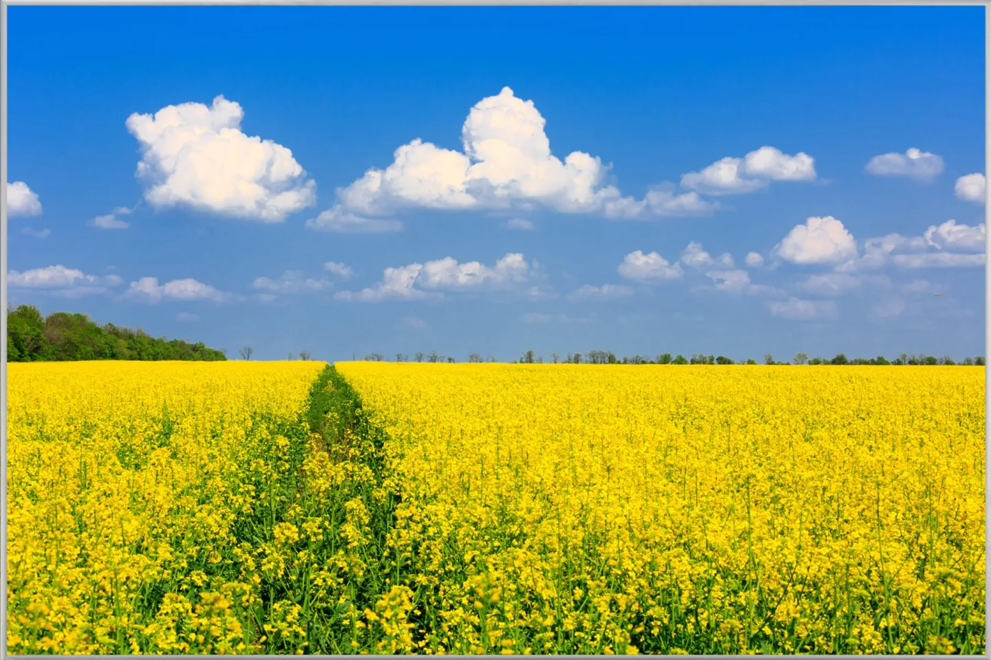 image LAND Bild mit Rahmen Gelbes Rapsfeld | Schubiger Möbel