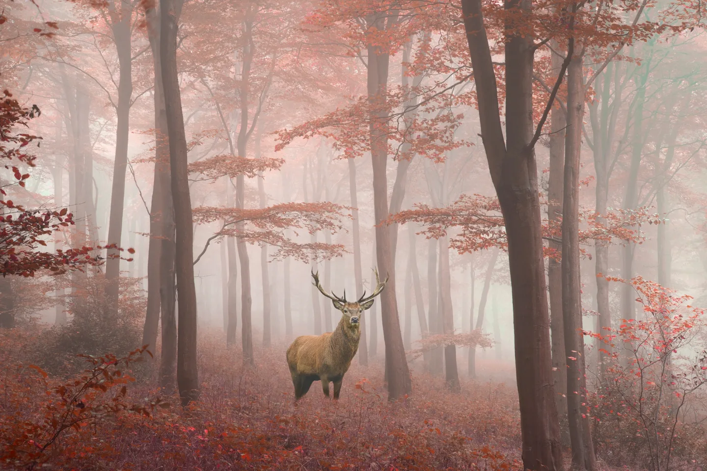 image LAND Bild mit Rahmen Hirsch im Herbstwald | Schubiger Möbel