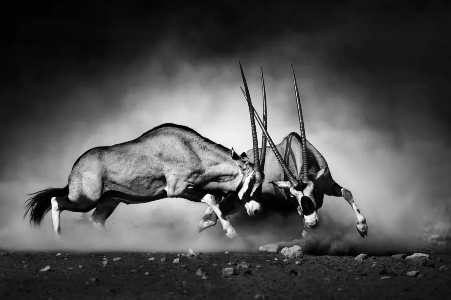 image LAND Canvas 2 Kämpfende Oryx | Schubiger Möbel