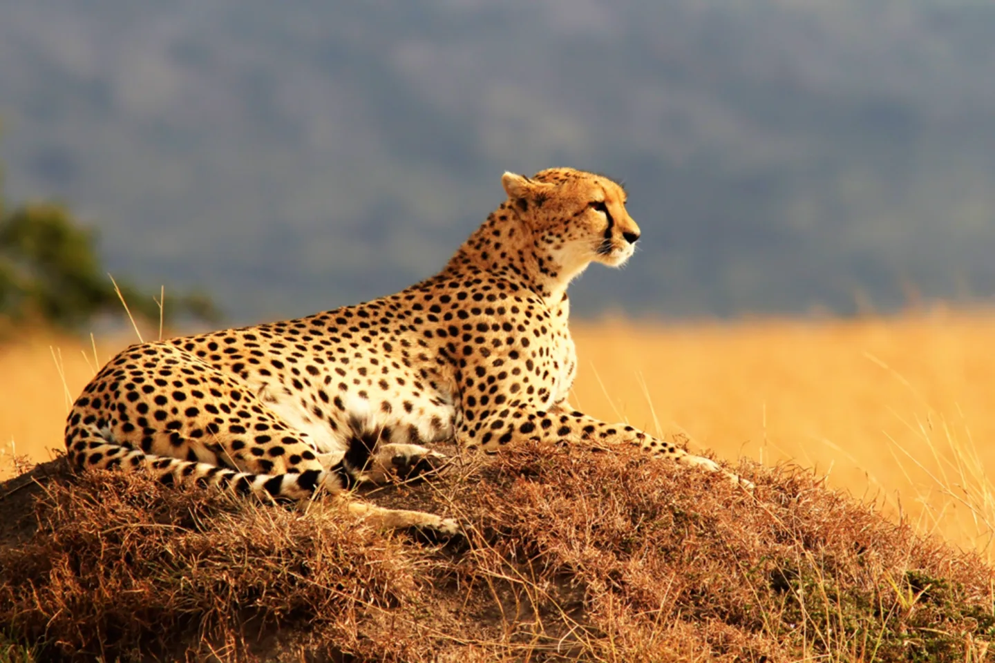 image LAND Alubild Gepard | Schubiger Möbel