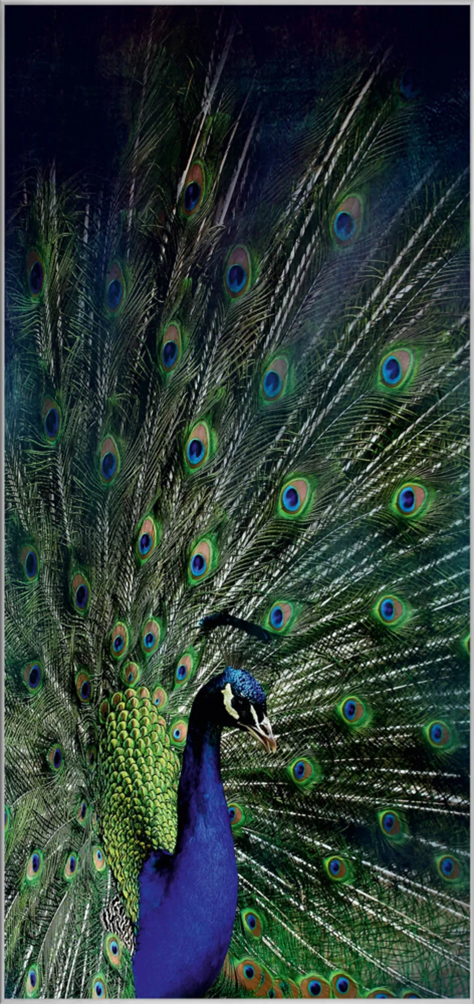 image LAND Bild mit Rahmen Majestätischer Pfau | Schubiger Möbel