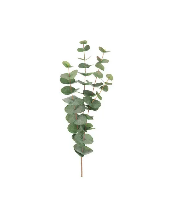 Eucalyptus afskåret blomst grøn