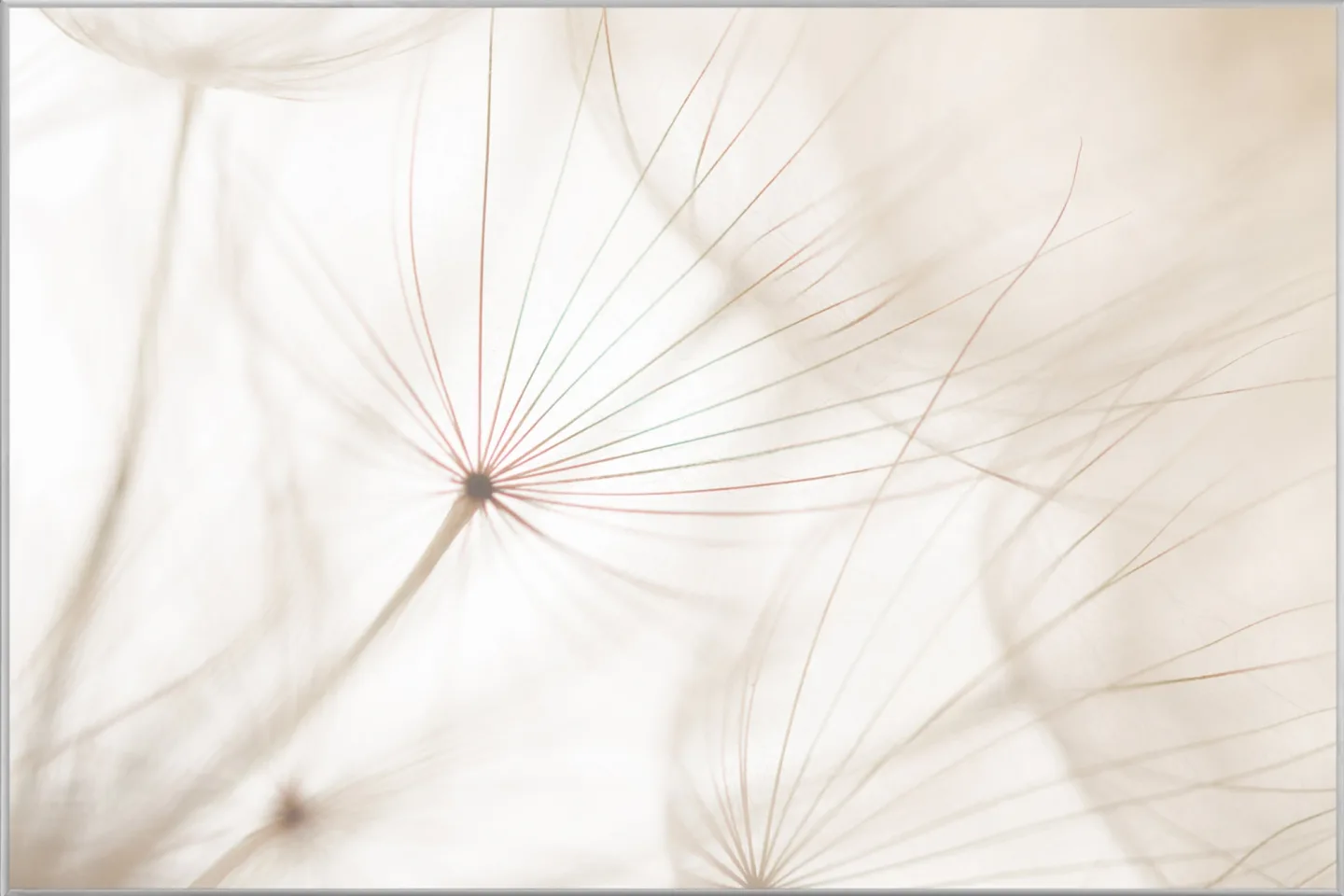 image LAND Bild mit Rahmen Pusteblume 2 | Schubiger Möbel