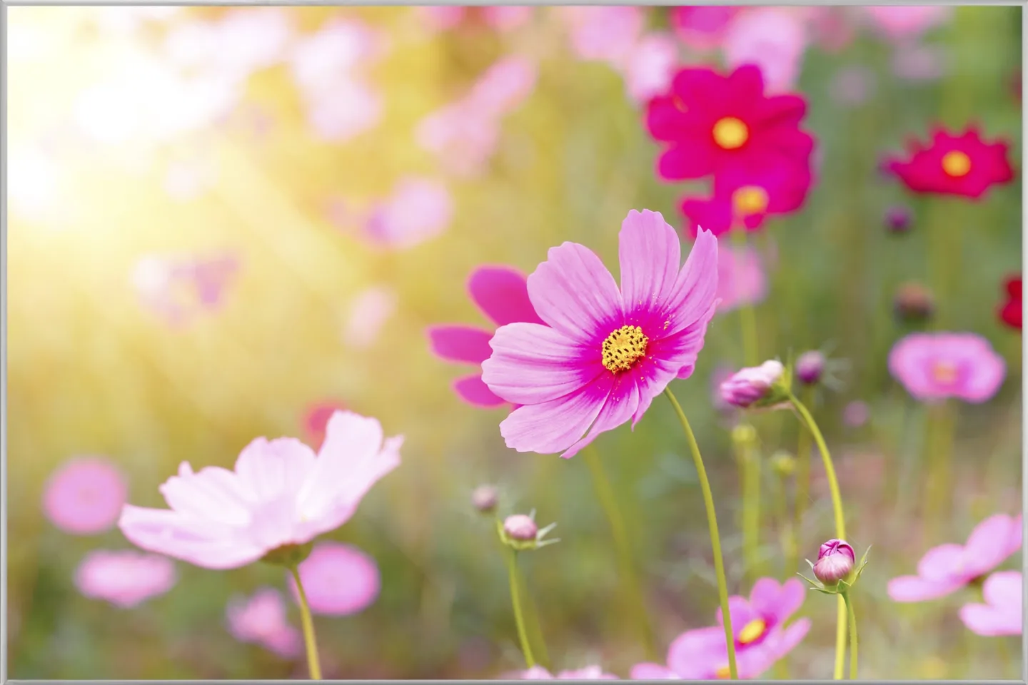 image LAND Bild mit Rahmen Zarte Rosa Blüten 2 | Schubiger Möbel