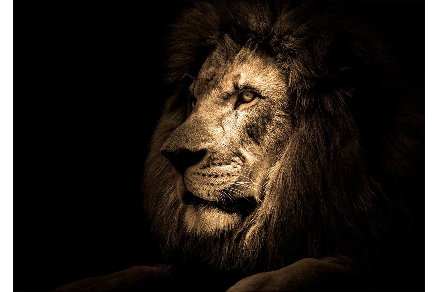 Tavla Lion - 80x120 cm