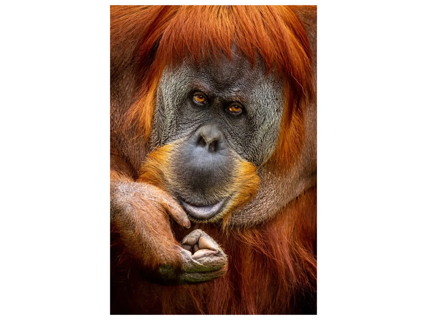 image LAND Digitaldruck auf Glas Orang-Utan | Schubiger Möbel
