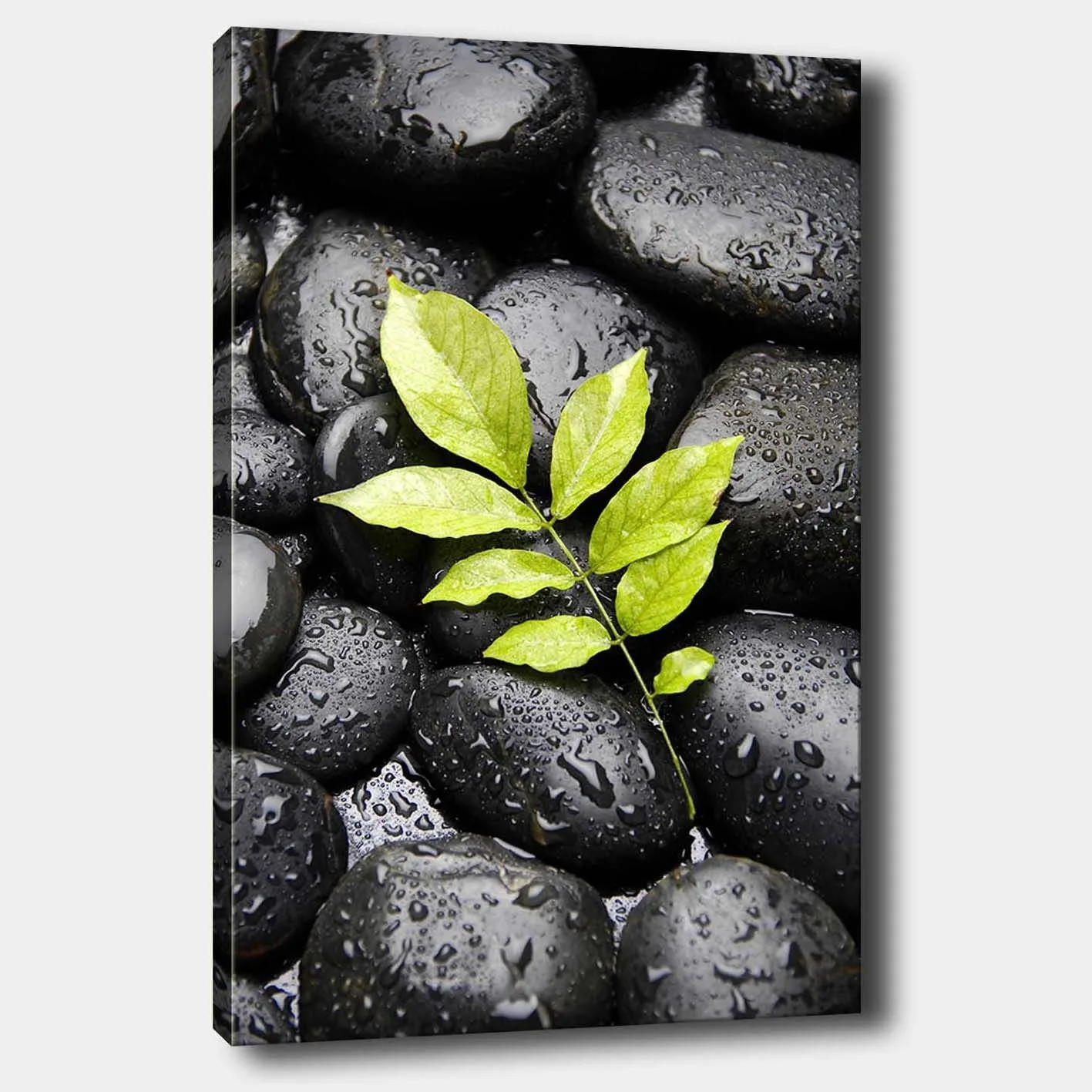 Canvastavla 70x100 cm - Grön kvist som växer fram ur en samling svarta stenar - Svart / Grön
