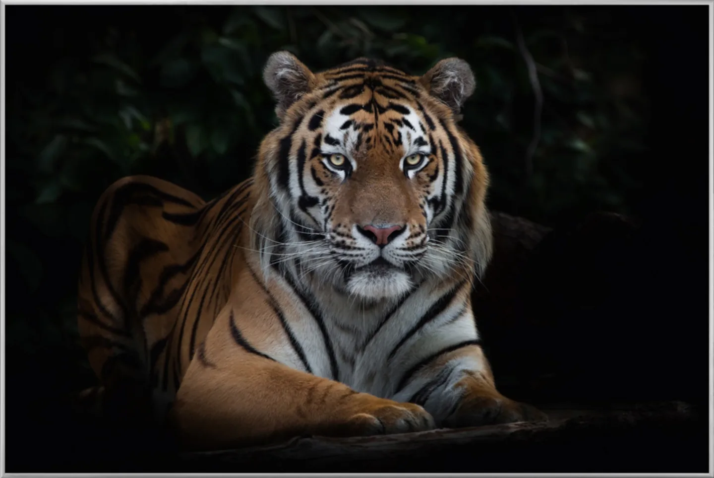 image LAND Bild mit Rahmen Imposanter Tiger | Schubiger Möbel