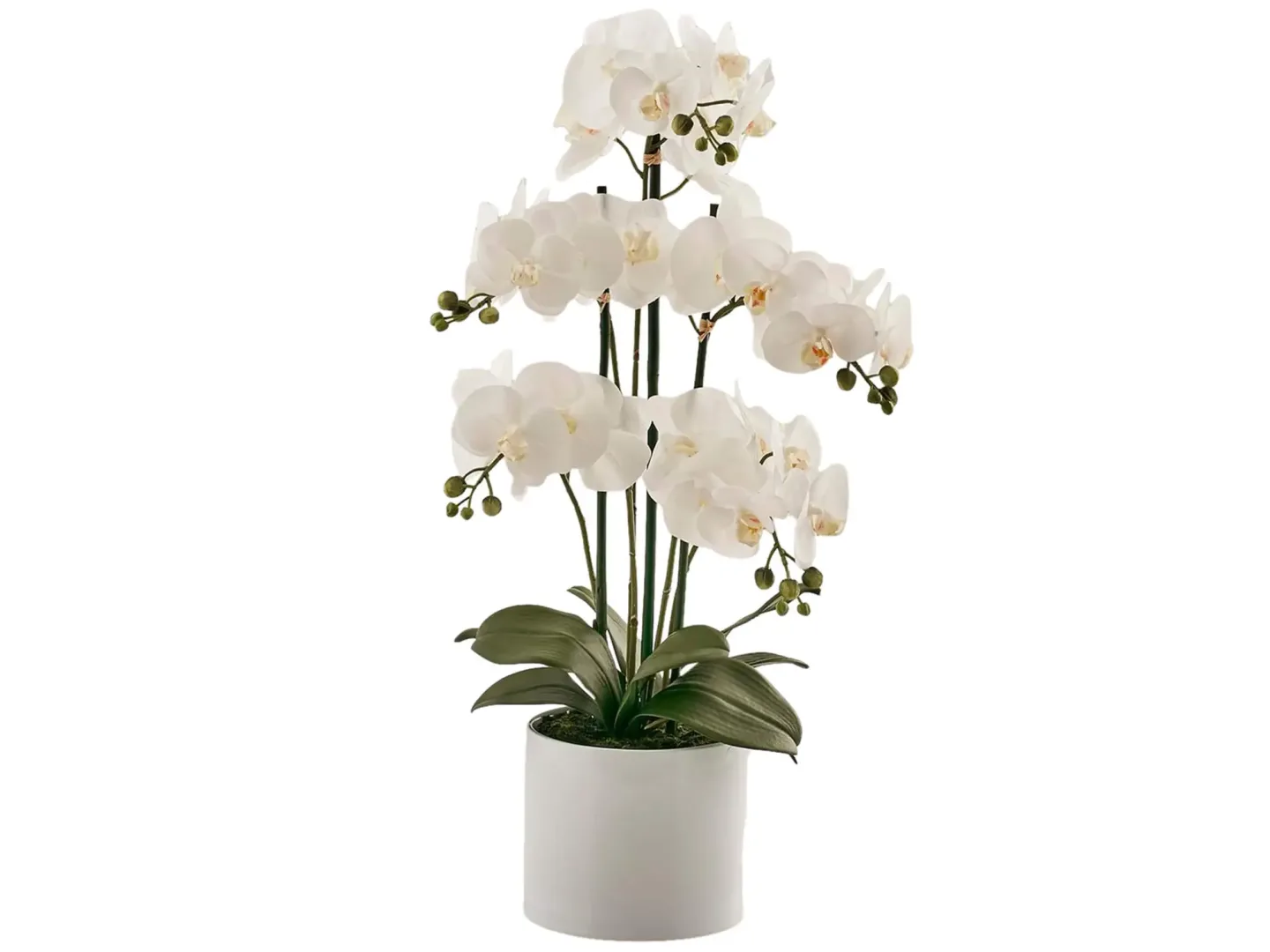 Edg Kunstpflanze Orchidee Weiss H: 65 cm | Schubiger Möbel