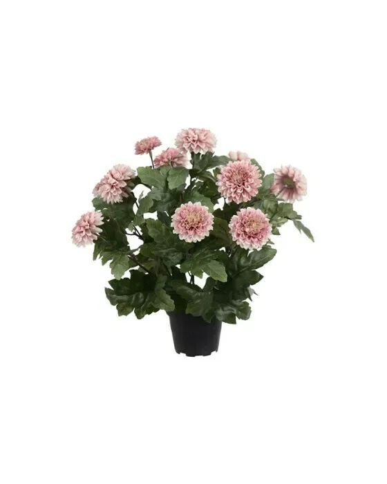 Krysantemum potteplante mørkrosa