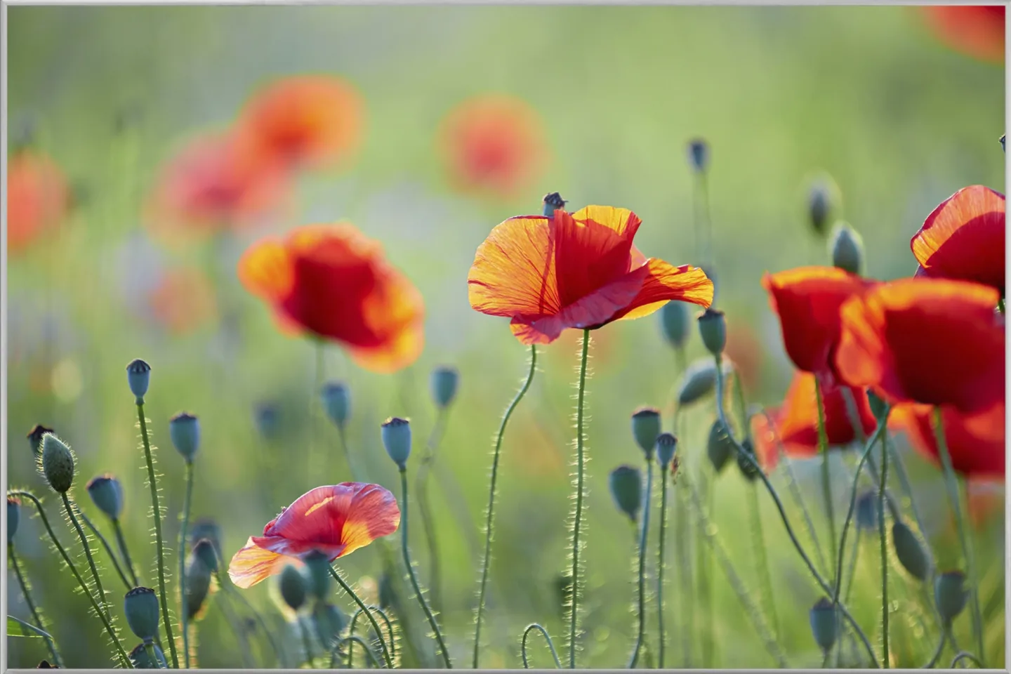 image LAND Bild mit Rahmen Mohnblumen 1 | Schubiger Möbel