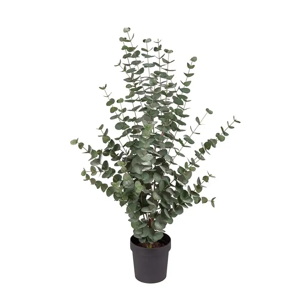 Mr Plant, Eukalyptusbaum 110 cm