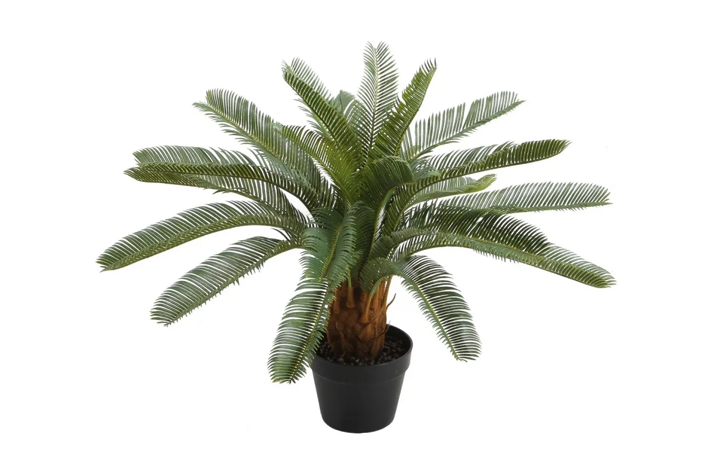 Grön växt CYCAS H70cm svart kruka -