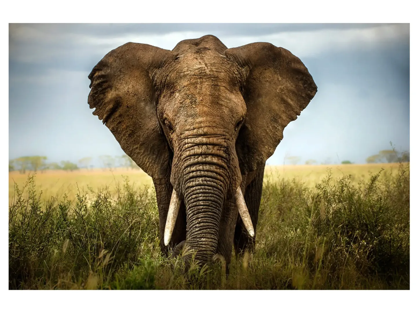 image LAND Digitaldruck auf Acrylglas Grosser Elefant | Schubiger Möbel