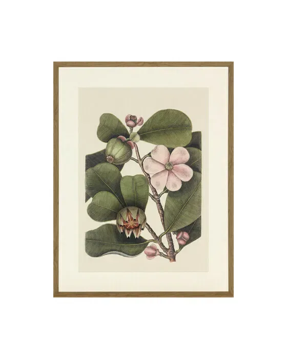 Balsam Tree